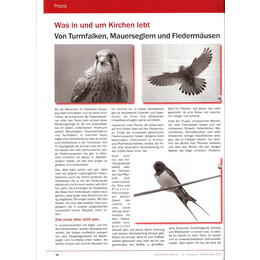 2008-3/1 - Was in und um die Kirche lebt – von Turmfalken, Mauerseglern und Fledermäusen - Seite 1