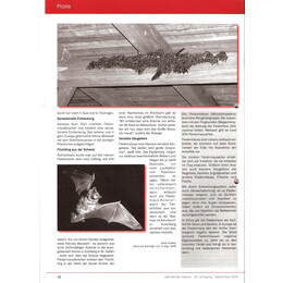 2008-3/3 - Was in und um die Kirche lebt – von Turmfalken, Mauerseglern und Fledermäusen - Seite 3