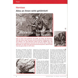 2008-4/1 - Hornisse Alles an ihnen wirkt gefährlich - Seite 1