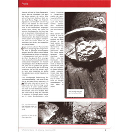 2008-4/2 - Hornisse Alles an ihnen wirkt gefährlich - Seite 2