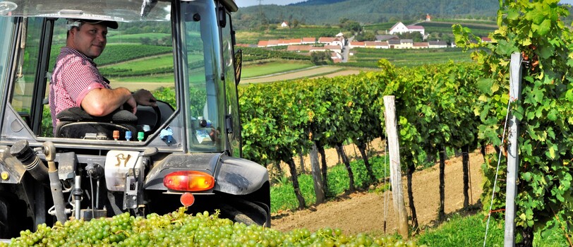 2021 Weinlese Gruber Mittelberg